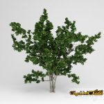 سه بعدی درخت - تری دی درخت - درخت 3d - گل خانگی