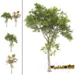 سه بعدی درخت - تری دی درخت - درخت 3d - گل خانگی